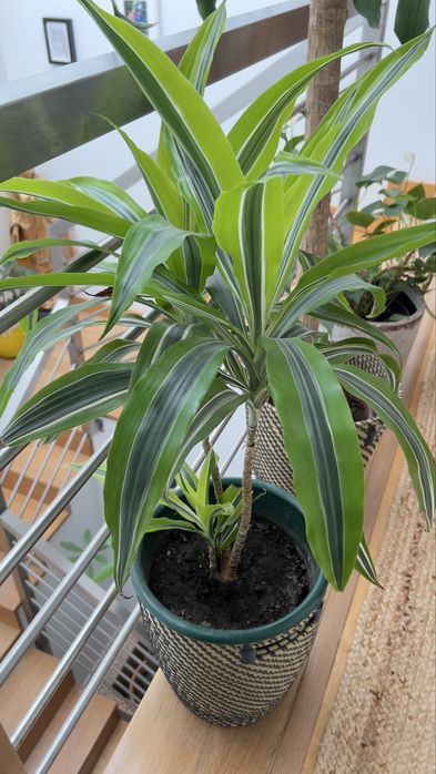 Planta Dracaena Lemon