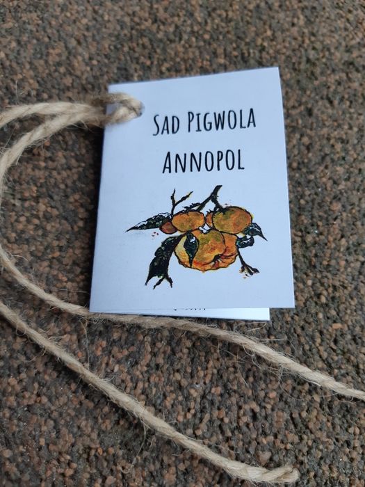 Sok z pigwowca japońskiego 3l