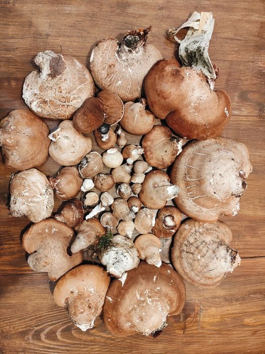 Pniarek brzozowy – suszony surowiec naturalny