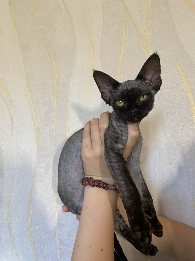 Котята девон рекс