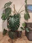 Monstera duża 2metry