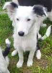 Border Collie- Zara- szczeniaczek, Suczka- chip, rodowód- WKU PPK