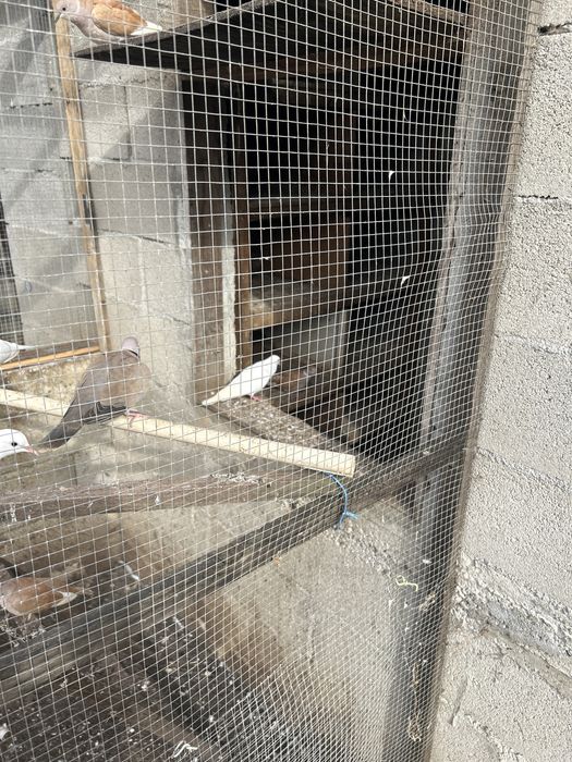 Rolas adultas a criar e jovens