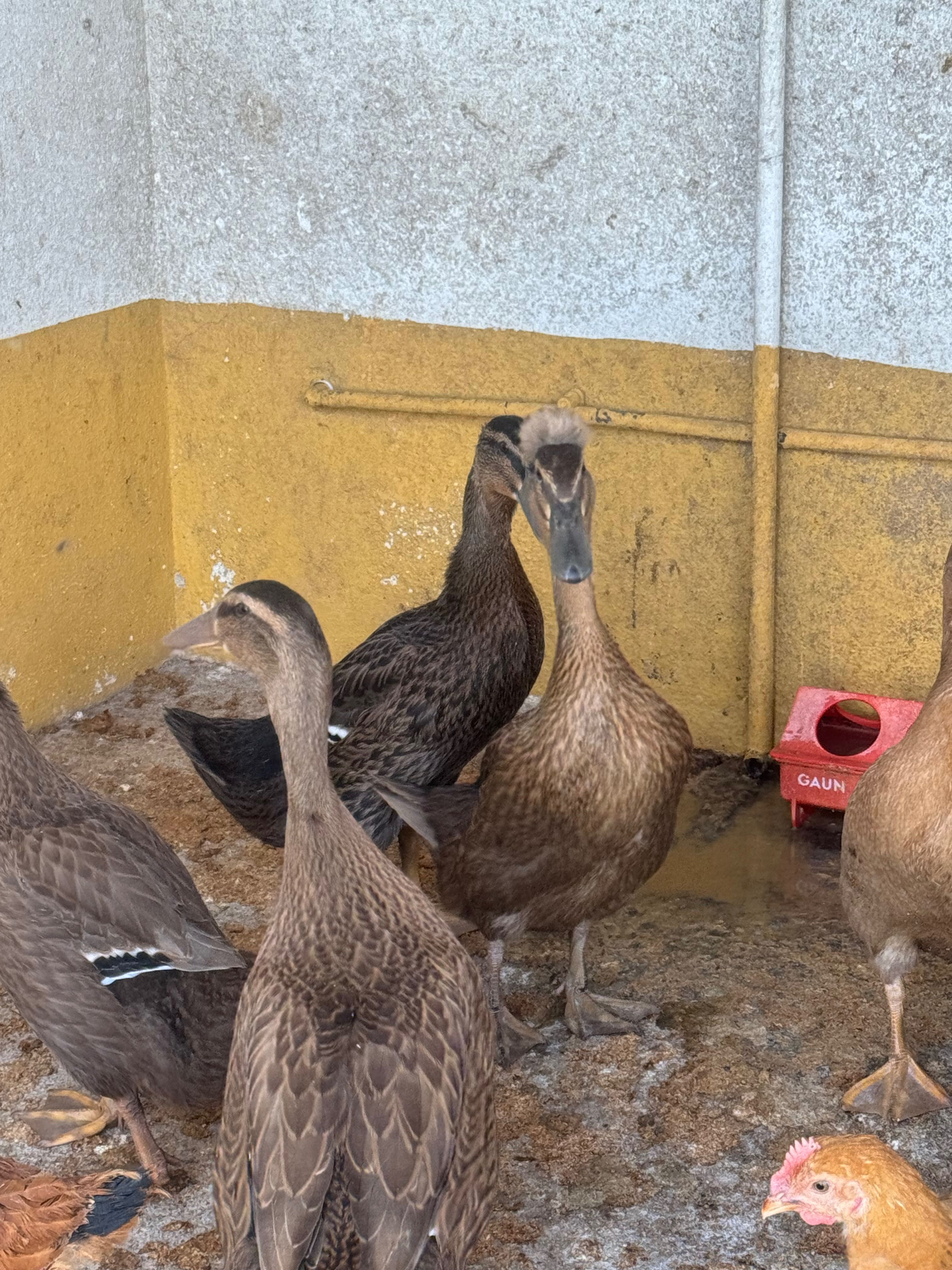 Patos Pompom e s/pompom