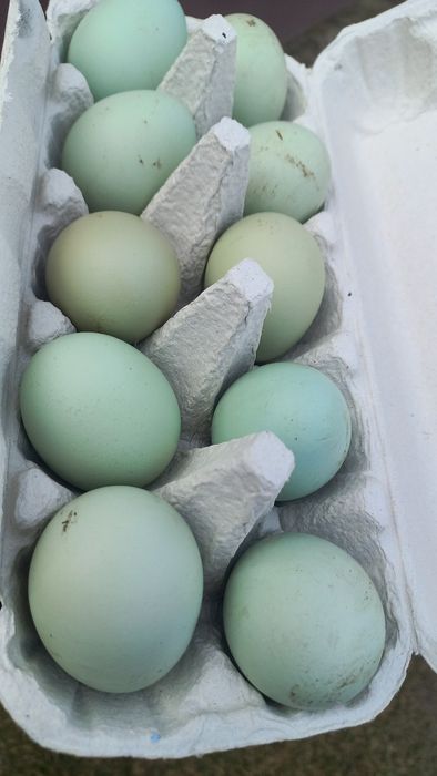 Jaja lęgowe araucany