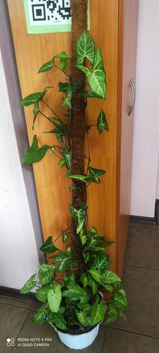 Красивый сингониум на кокосовой палке