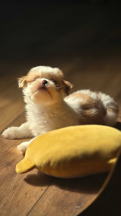 Lhasa Apso suczka z rodowodem FCI