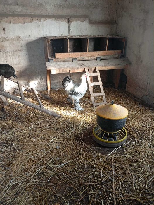 Koguty Brahmy i kochina miniaturowego