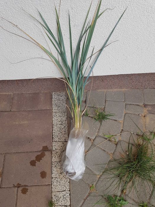 Trawa ozdobną sina niebieska - sadzonki Wydmuchrzyca Piaskowa