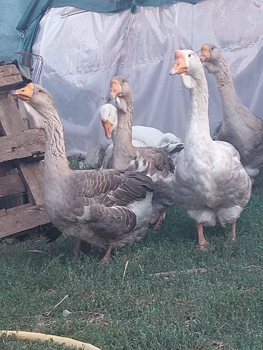 Продам гусей Холмогор