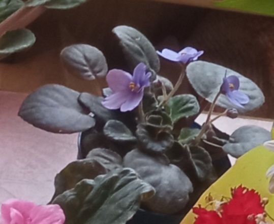 Сенполия( фиалка) цветущая в вазоне в ассортименте