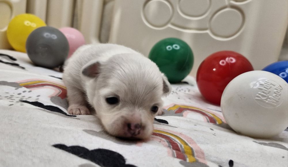 Chihuahua suczka długowłosa