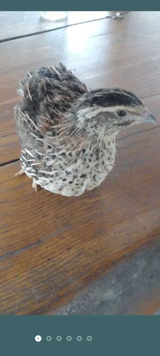 Przepiórki kurki przepiorki faraon i texas