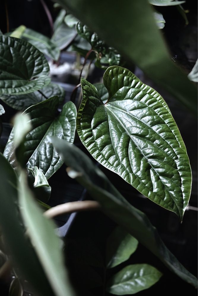 Anthurium radicans x luxurians - kolekcjonerskie Anturium XL - duże!