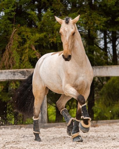 Cavalo castrado 7 anos