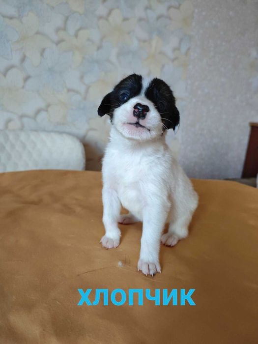 Цуценята шукають родину