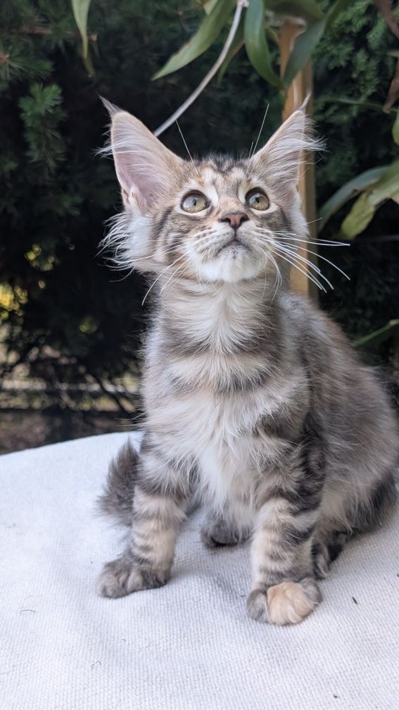 Szylkretka ZOE kotka Maine Coon. Zapraszamy