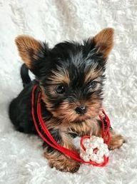 Йоркширські тер'єри міні цуценята по 2 міс. По Україні