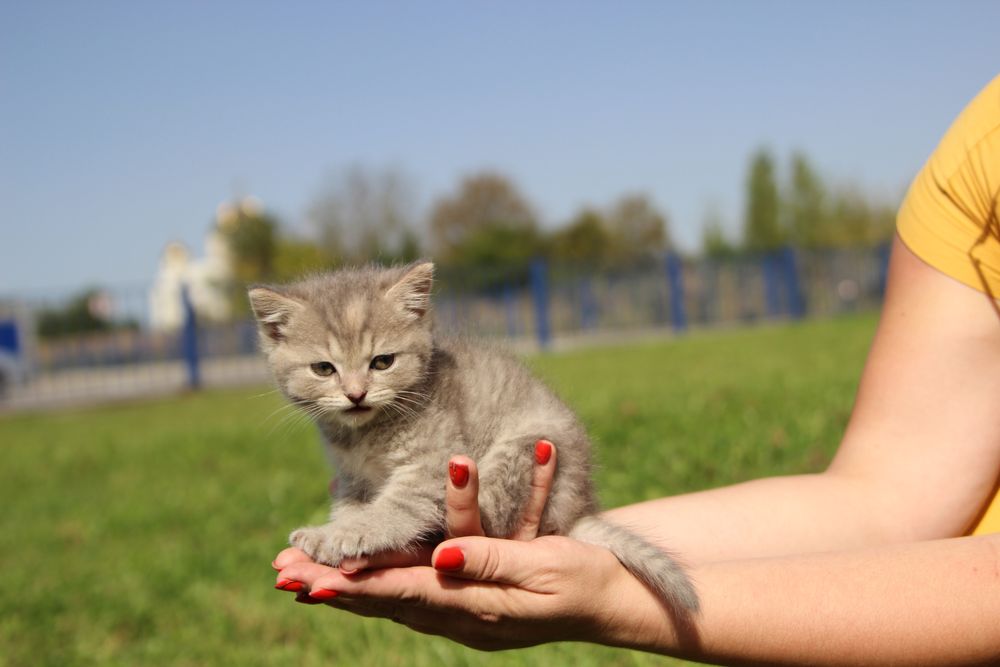 Британець котик кошеня