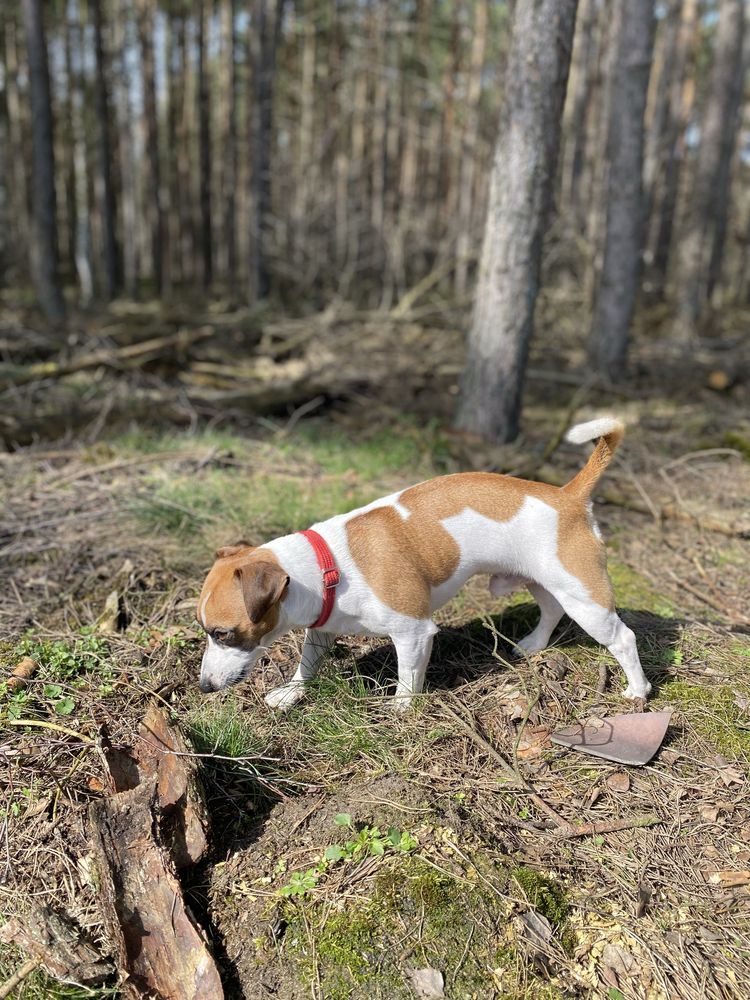 Jack Russel Terrier do adopcji ( kochany )