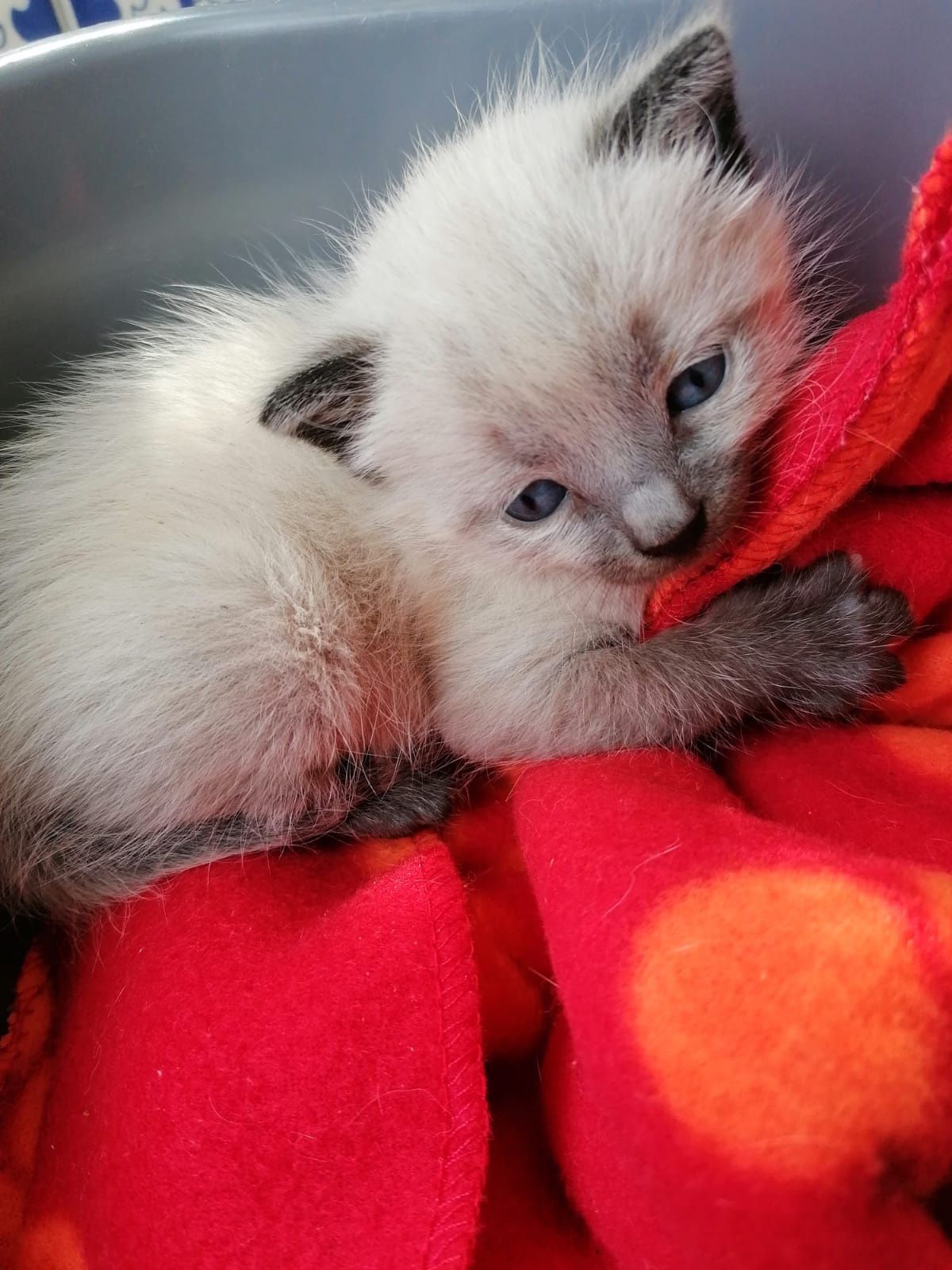 Figo- gatinho bebé para adoção responsável