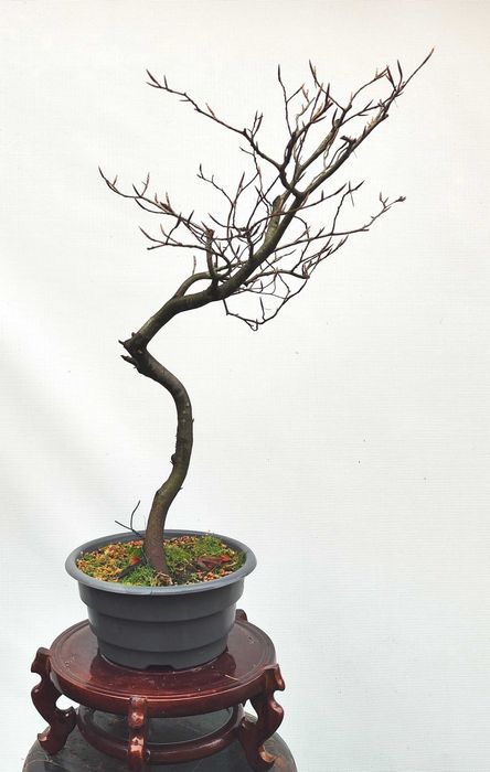 Pre Bonsai buk pospolity