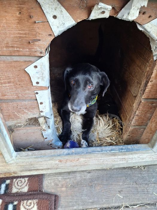 Czekam na dom - Agent