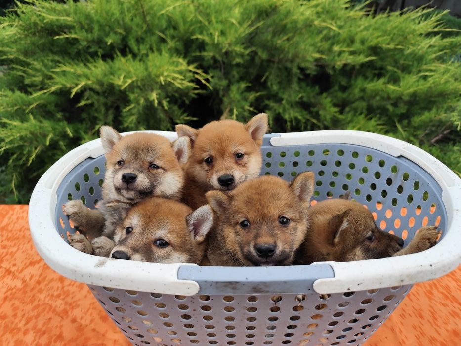 Шиба /Сіба Іну цуценята