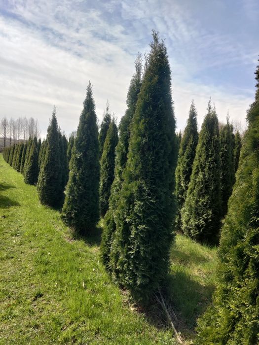 Thuja tuja szmaragd >250cm