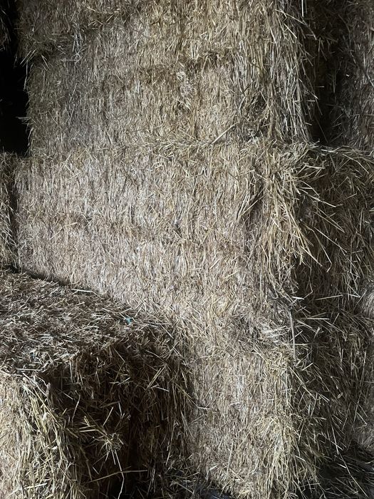 Feno de Azevém Campanha 2025