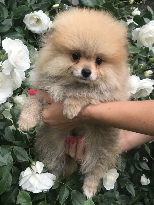 Померанський шпіц