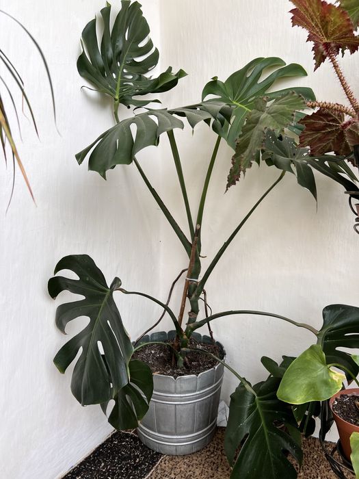 Монстери. Квітка кімнатна