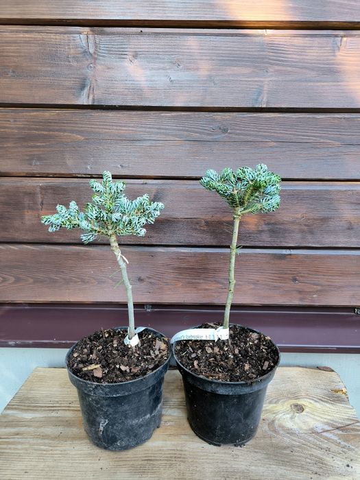 Ялиця пихта корейська Kohouts Icebreaker на штамбі