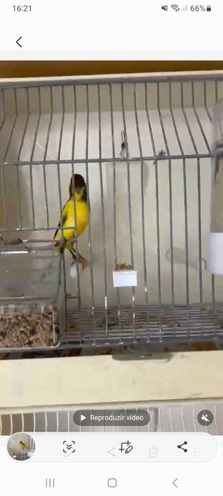 Canários irish fancy