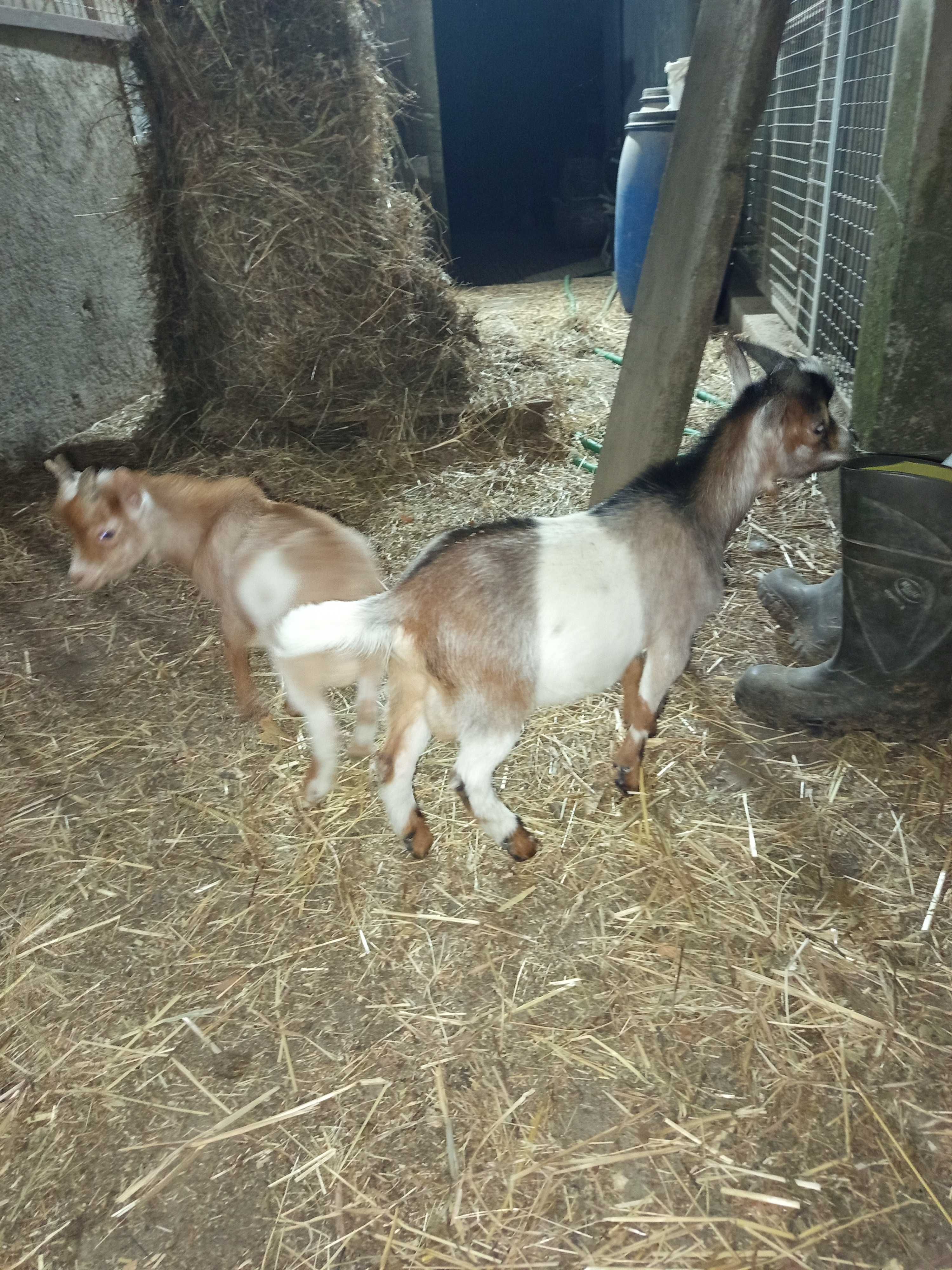 Vendo cabras micro anãs