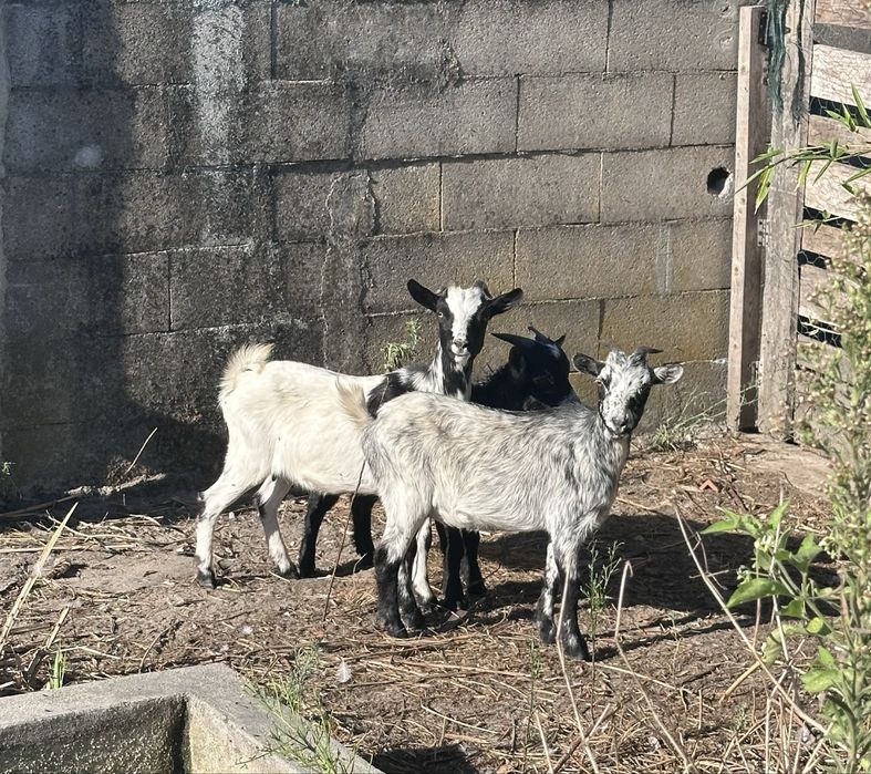 Cabras anas e bode anao