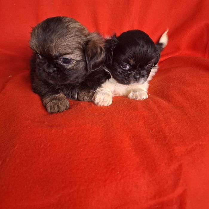 Pekińczyk rodowód + wyprawka