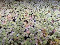 Salvinia Planta Flutuante