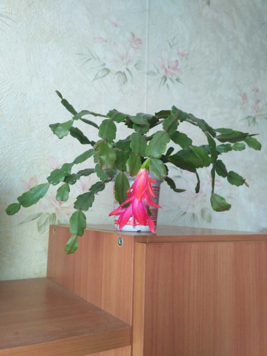 Рождественник, зигокактус