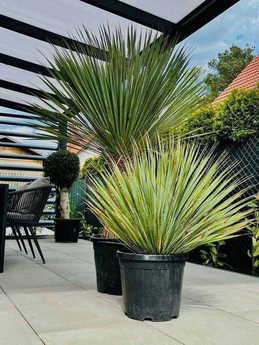 Yucca Rostrata - mrozoodporna roślina do ogrodu, domu, biura