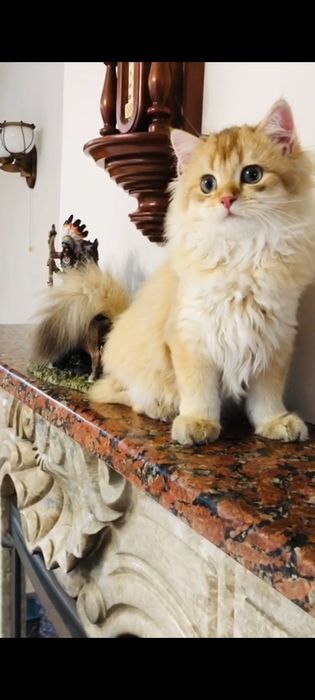 Неймовірний чистокровний золотий британський хлопчик шоколадна шиншилл