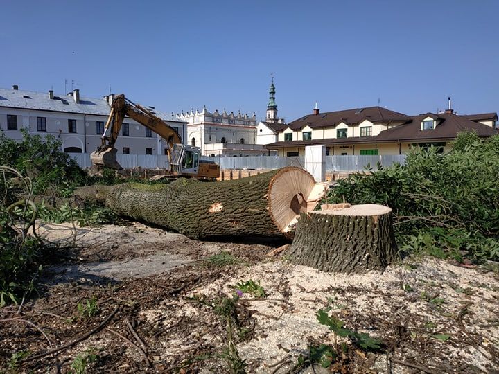 WYCINKA / Pielęgnacja Drzew TRUDNYCH metodą Alpinistyczną ( zwyżka )