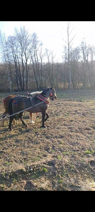 Witam sprzedam klacz