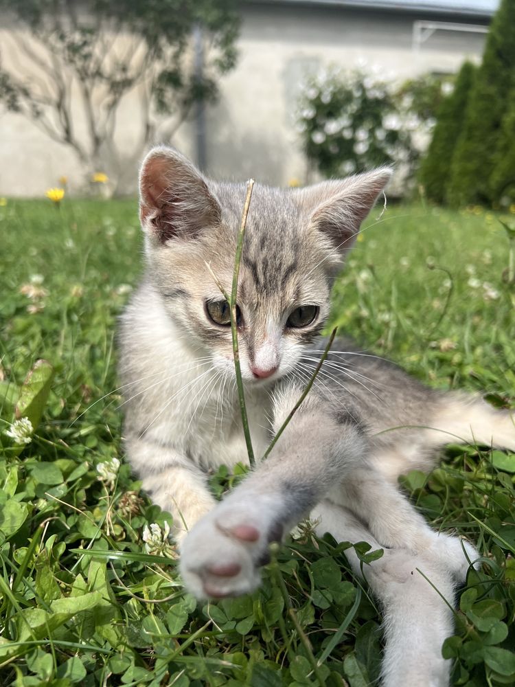 Кошеня в добрі руки