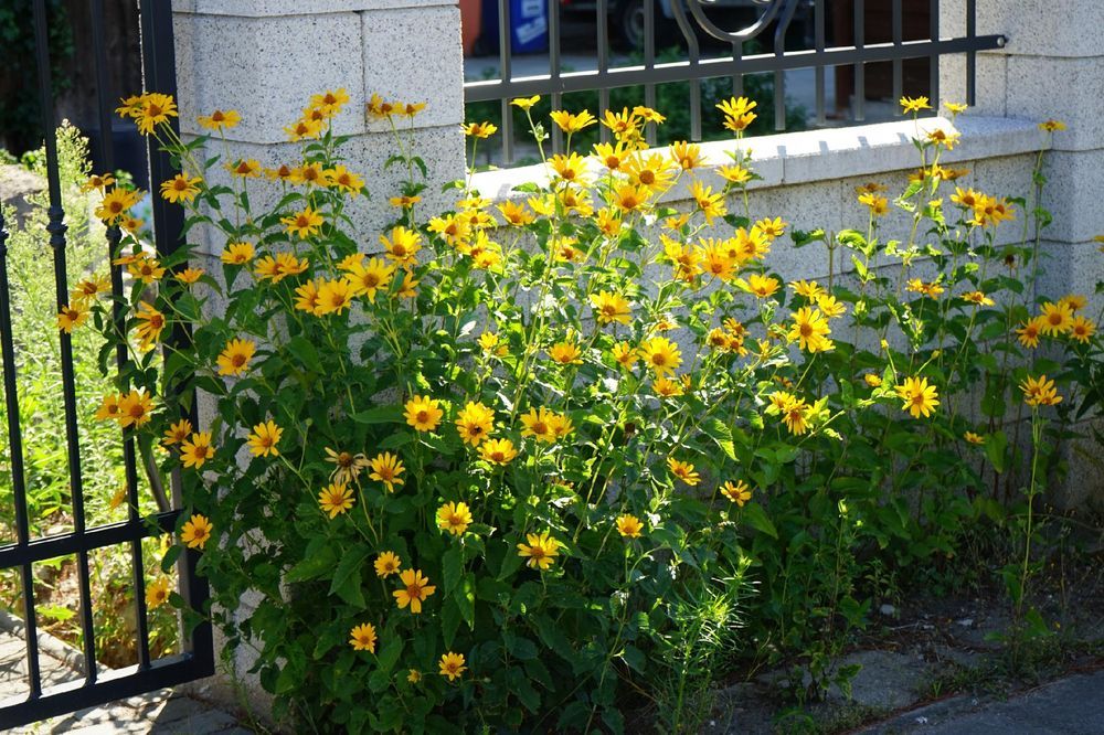 Słoneczniczek szorstki (Heliopsis helianthoides) Doniczka 2.0L