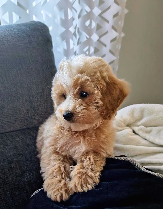 Śliczna suczka Maltipoo