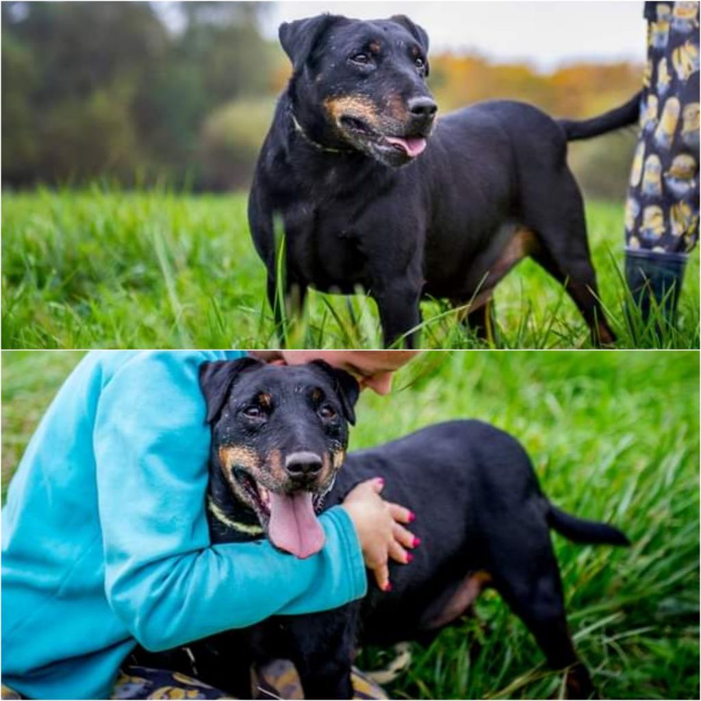 Wspaniały psiak w typie rasy Niemiecki Terrier Myśliwski czeka na Dom!