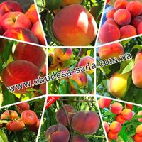 Питоминик  реализует саженцы персик, абрикос, нектарин, вишня, черешня