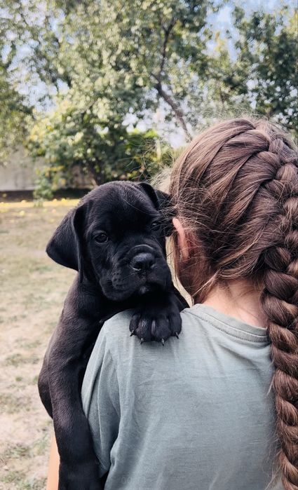 Кане Корсо. Документи КСУ