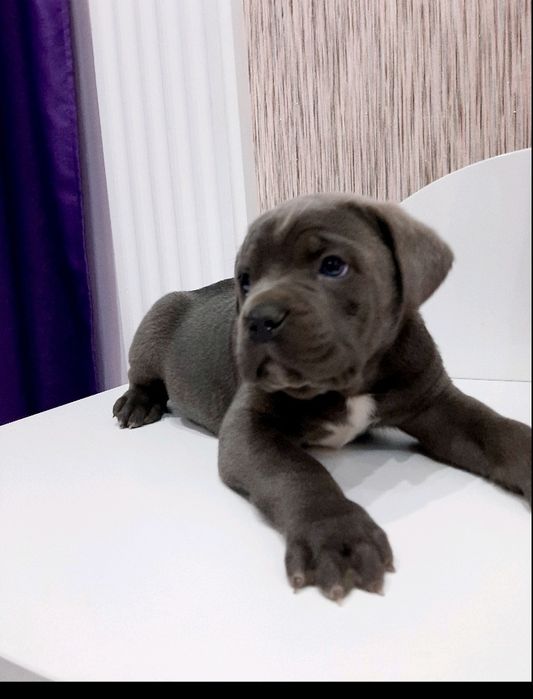 Цуцики кане, голубої окраси